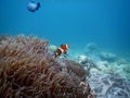 PREMNAS BIACULEATUSÃ¯Â¼ËAmphiprioninaeÃ¯Â¼â°